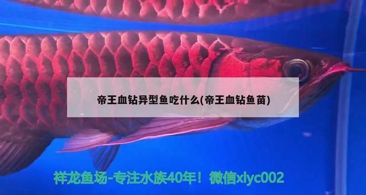 龙鱼如何麻醉：关于龙鱼麻醉的问题 水族问答 第1张