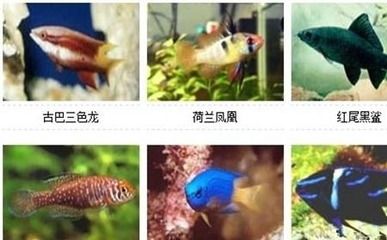 龙鱼入缸不开口怎么办：当龙鱼进入新缸后出现不开口的问题 水族问答 第1张