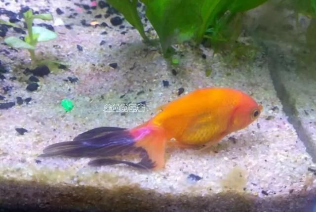 龙鱼入缸几天喂食合适：龙鱼入缸后应该如何喂食？ 水族问答 第1张