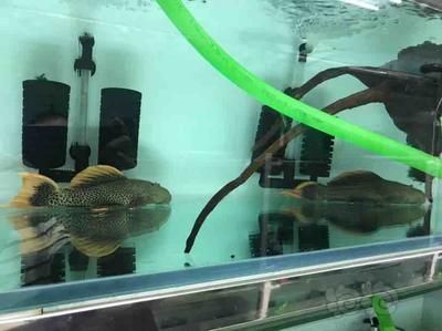 龙鱼入新缸是什么状态：-新鱼缸放入新缸前应做哪些准备 水族问答 第1张