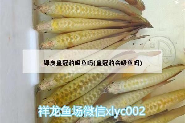 绿皮皇冠豹鱼饲料自制方法：绿皮皇冠豹鱼自制鱼饲料配方优化自制鱼饲料保存技巧 绿皮皇冠豹鱼 第2张