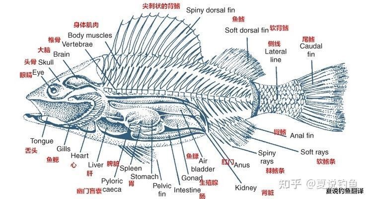 绿皮皇冠豹鱼繁殖期营养补充：绿皮皇冠豹鱼繁殖期喂食技巧绿皮皇冠豹鱼繁殖期喂食技巧 绿皮皇冠豹鱼 第2张