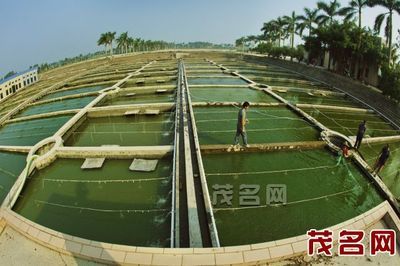 龙鱼烧须症状：关于龙鱼烧须的问题 水族问答 第1张