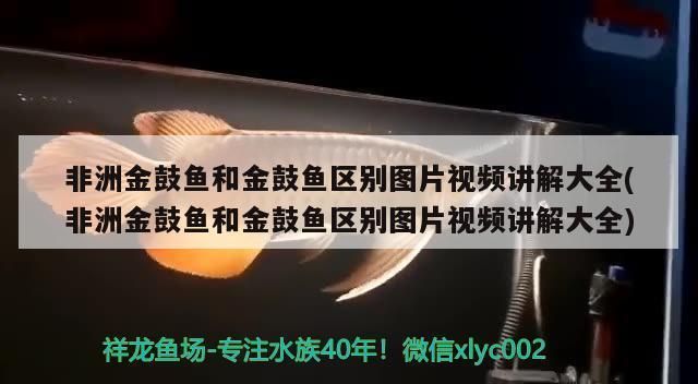 非洲金鼓鱼与其他鱼类比较：非洲金鼓鱼与其他鱼类存在显著差异有助于识别和欣赏 非洲金鼓鱼 第1张