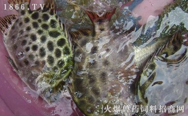 金鼓鱼活饵与死饵的选择：养殖金鼓鱼饵料选择 非洲金鼓鱼 第4张