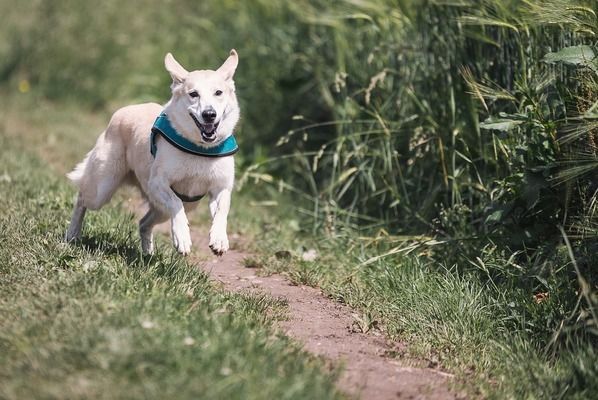 龙鱼什么时候繁殖最好：龙鱼在什么时候繁殖最好, 水族问答 第2张