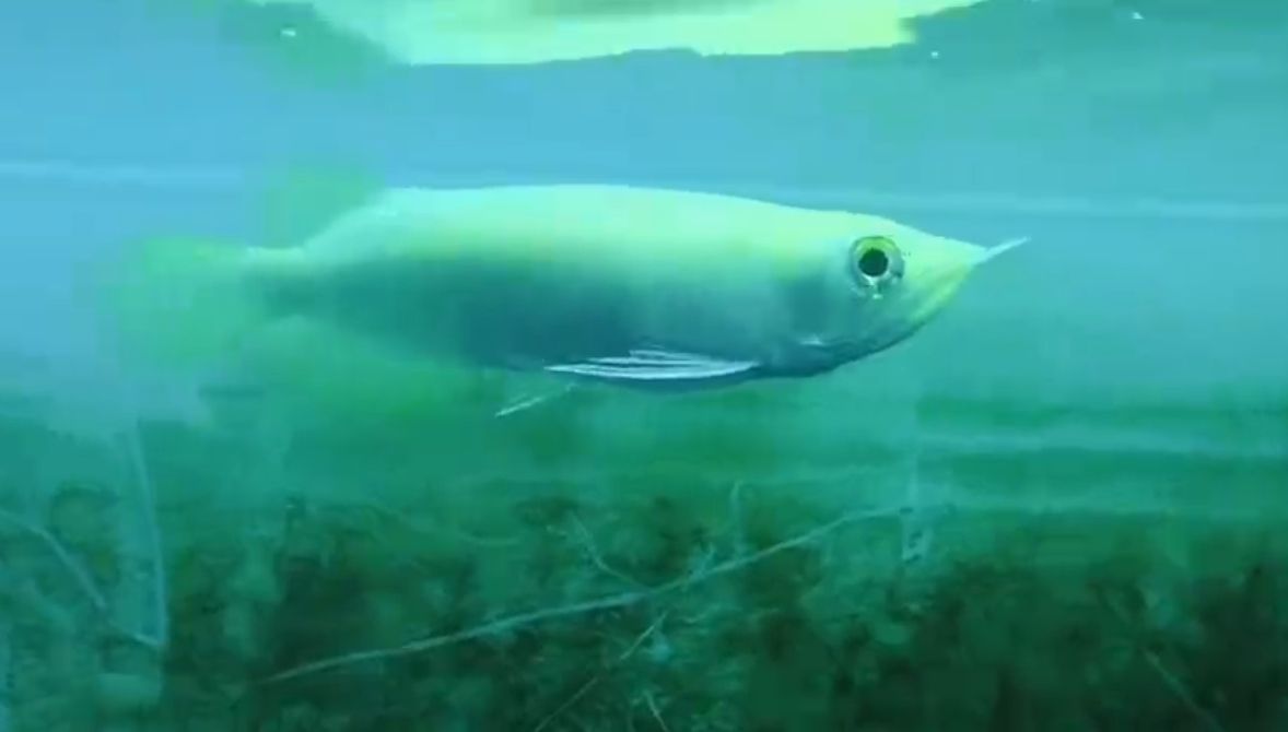 白子红龙鱼苗：水族爱好者的首选观赏鱼——白子红龙鱼苗 养殖场鱼苗批发