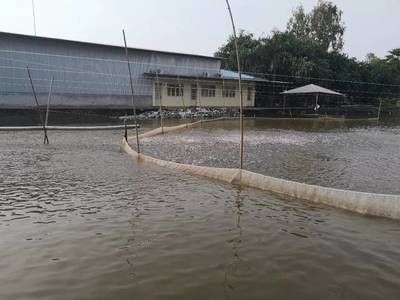 龙鱼生宝宝怎么处理方法：如何正确处理龙鱼的繁殖过程 水族问答 第1张