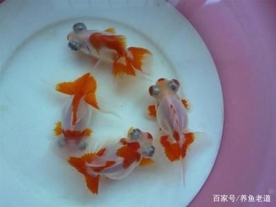 龙鱼生命周期多久一次正常：关于龙鱼的5个疑问 水族问答 第1张