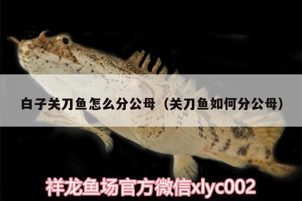 龙鱼生长速度慢的原因分析：龙鱼生长缓慢是否与基因有关？ 水族问答 第1张