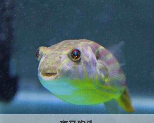 龙鱼生长速度慢怎么办：龙鱼生长缓慢怎么办？ 水族问答 第2张