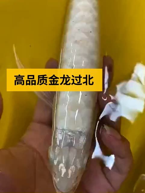 高品级过背金龙鱼：高品品级过背金龙鱼