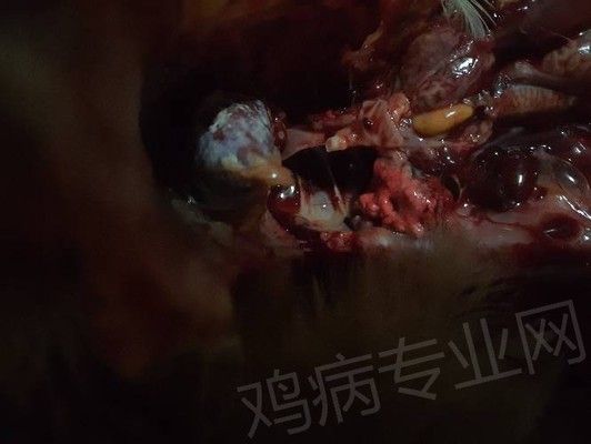 龙鱼食量大吗：龙鱼一天吃多少食物， 水族问答 第1张