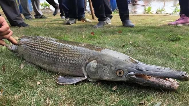 龙鱼食量多少：关于龙鱼的食物摄入问题 水族问答 第1张