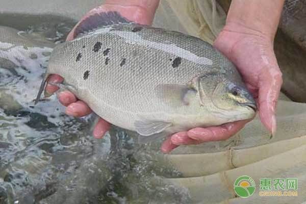 龙鱼食量小：关于龙鱼食量小的问题 水族问答 第2张