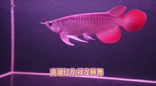 高端红龙鱼祥龙赫舞：红龙鱼不仅能美化水族箱，还能为养殖者带来乐趣和成就感 红龙鱼