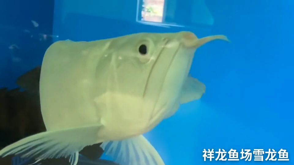 50公分雪龙鱼：水族箱养殖雪龙鱼 红龙鱼