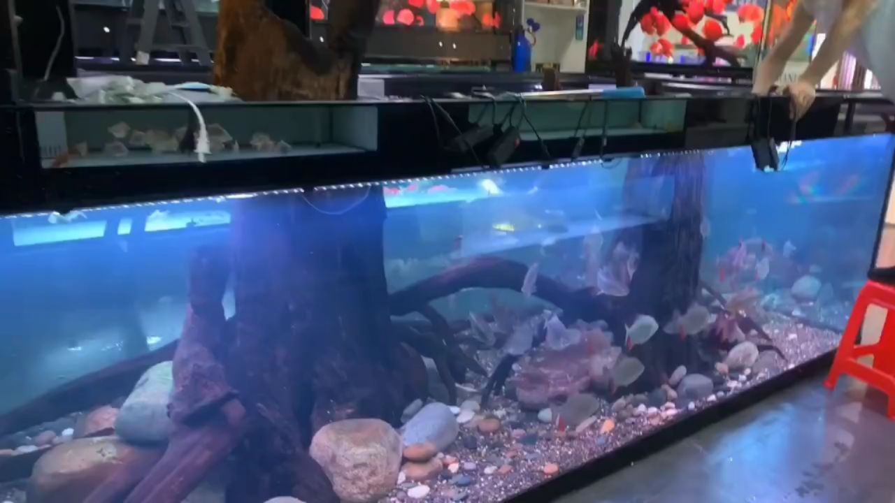 水族箱地缸定制：水族箱地缸定制设计 混养鱼（配鱼）