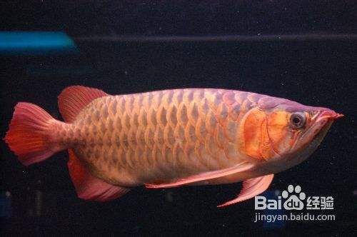 龙鱼是什么菜做的：龙鱼的营养价值如何？ 水族问答 第1张