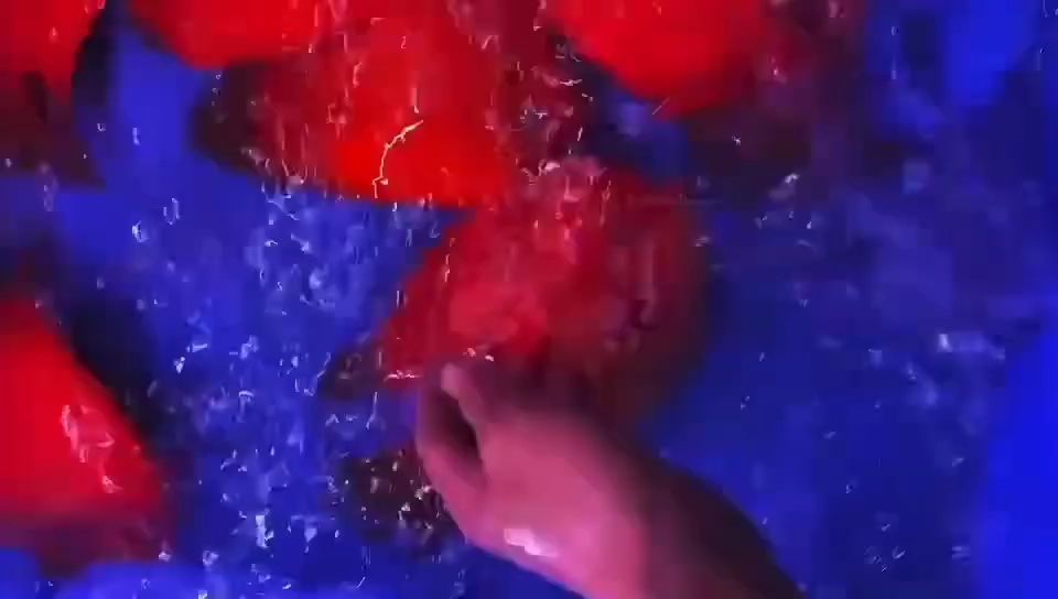 金刚鹦鹉鱼：水族爱好者的首选宠物——金刚鹦鹉鱼