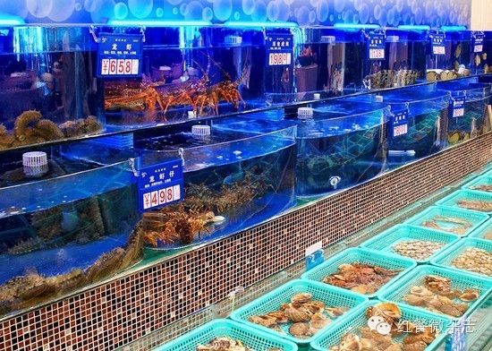 龙鱼是鱼类吗：龙鱼在水族爱好者中颇受欢迎，它在水族爱好者中颇受欢迎 水族问答 第2张