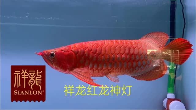 红龙鱼增色比赛指定专用祥龙红龙鱼神灯：增色比赛指定专用祥龙红龙鱼神灯 混养鱼（配鱼）