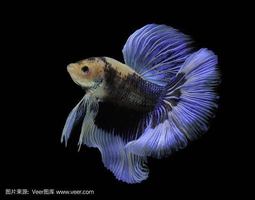 萨伊蓝鱼适宜水族箱大小：萨伊蓝鱼水族箱大小的选择标准 萨伊蓝鱼 第3张