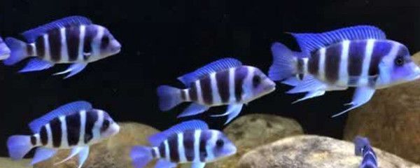 萨伊蓝鱼适宜水族箱大小：萨伊蓝鱼水族箱大小的选择标准 萨伊蓝鱼 第4张