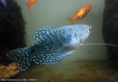 萨伊蓝鱼适宜水族箱大小：萨伊蓝鱼水族箱大小的选择标准 萨伊蓝鱼 第5张