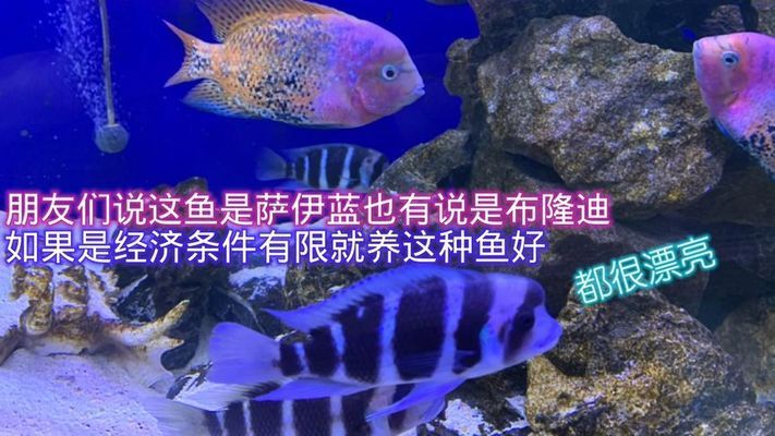 萨伊蓝鱼最佳伴侣选择：探索萨伊蓝鱼最佳伴侣选择 萨伊蓝鱼 第1张