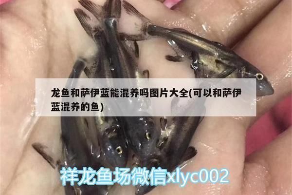 萨伊蓝鱼领地意识对繁殖的影响：萨伊蓝鱼的领地意识对其繁殖行为有着重要影响的影响 萨伊蓝鱼 第3张