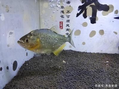 伊巴卡鱼饲料投喂量指南：伊巴卡鱼的饲料投喂量指南伊巴卡鱼饲料投喂量指南 萨伊蓝鱼 第2张