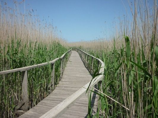 萨伊蓝鱼适宜水草种类：萨伊蓝鱼对水草的适宜性 萨伊蓝鱼 第5张