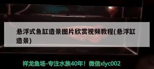 元宝凤凰鱼饲料品牌对比：元宝凤凰鱼饲料品牌对比分析 萨伊蓝鱼 第6张