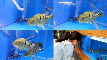 龙鱼甩头抖鳍：关于龙鱼甩头抖鳍的问题 水族问答 第2张