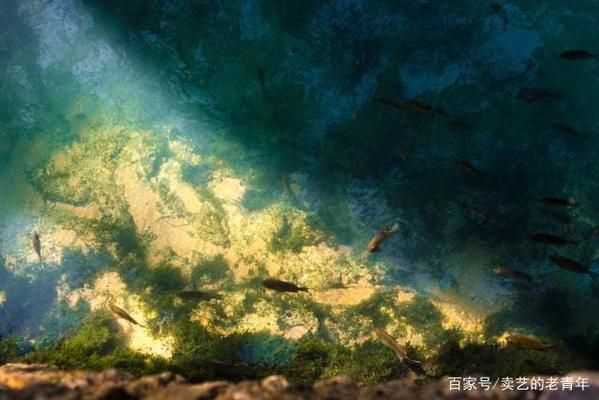 龙鱼水霉土霉素用法：关于水霉土霉素的问题 水族问答 第2张