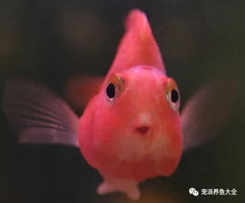 龙鱼水位多高比较好：关于龙鱼水位的问题 水族问答 第1张