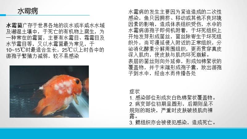 龙鱼水温要求：关于龙鱼的问题 水族问答 第2张