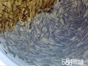 龙鱼水质ph：龙鱼在什么水中生活最为适宜？ 水族问答 第1张