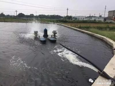 秋季鲈鱼苗市场需求：秋季水产品市场趋势分析鲈鱼苗全年供应服务评价 其他宠物 第6张