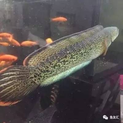 白化火箭鱼饲料营养价值：白化火箭鱼的饲料营养价值需要综合考虑饲料的成分、营养需求 白化火箭鱼 第4张