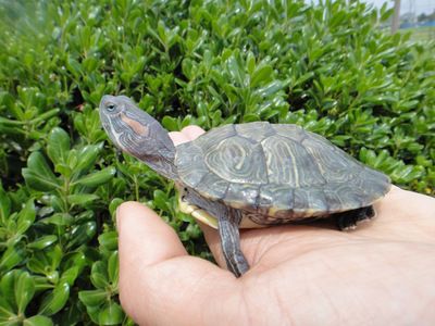 龙鱼死亡挡灾：关于龙鱼死亡的疑问 水族问答 第1张