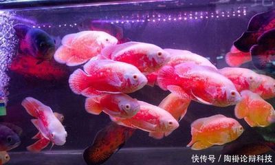 巴西亚鱼适宜的水温范围：巴西亚鱼适宜水温范围 巴西亚鱼苗 第1张