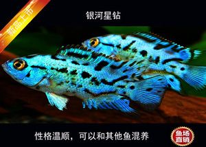 银河星钻鱼市场售价查询：水族论坛银河星钻鱼市场售价信息查询银河星钻鱼市场售价 银河星钻鱼 第1张