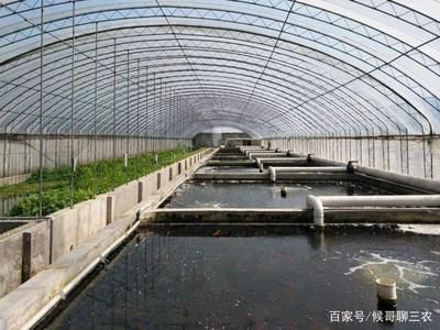 混养环境布置建议方案：混养环境布置建议 白化巴西龟（白巴） 第4张