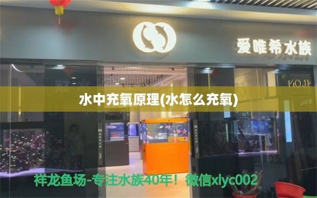 白化火箭鱼饲料保存技巧：白化幽灵火箭鱼饲料保存技巧 白化火箭鱼 第3张