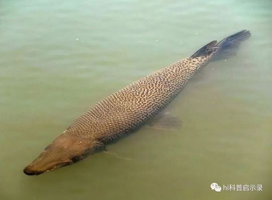 外来物种入侵对本土生态的案例：外来物种入侵对本土生态系统的破坏 白化巴西龟（白巴） 第5张