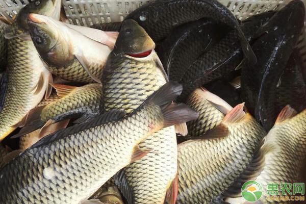 龙鱼饲料：关于龙鱼饲料的几个疑问 水族问答 第1张