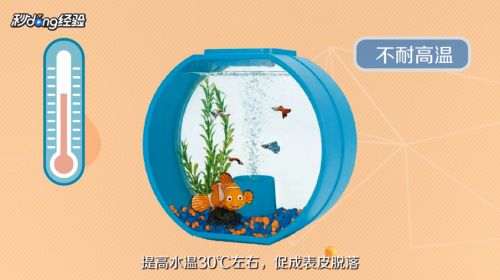 小瓜虫病治疗后的护理方法：小瓜虫病治疗后的护理 其他宠物 第1张