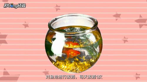 小瓜虫病治疗后的护理方法：小瓜虫病治疗后的护理 其他宠物 第3张